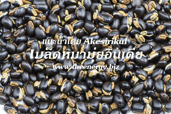 สมุนไพรหมามุ่ยอินเดีย ขายส่งเมล็ดหมามุ่ยอินเดียคั่วบด กิโลกรัมละ 1500 บาท ขอดีมีคุณภาพสูง Line ID: ake007online